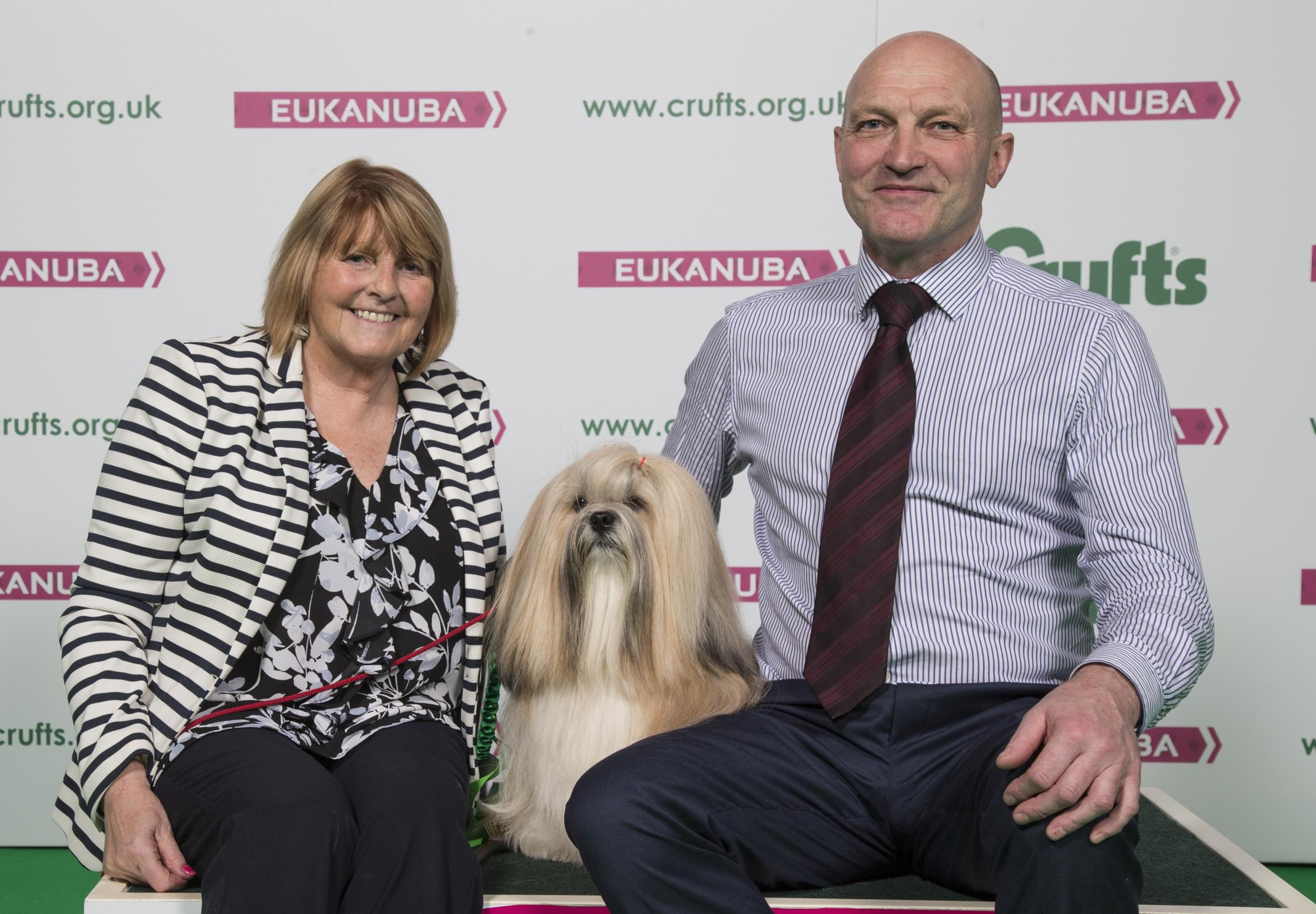 lhasa apso crufts